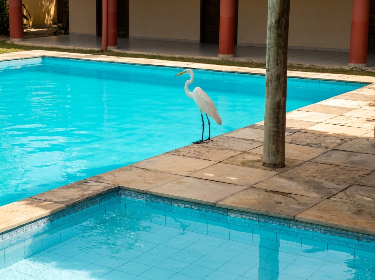 Garça residente contemplando a piscina cristalina da Pousada Brasita